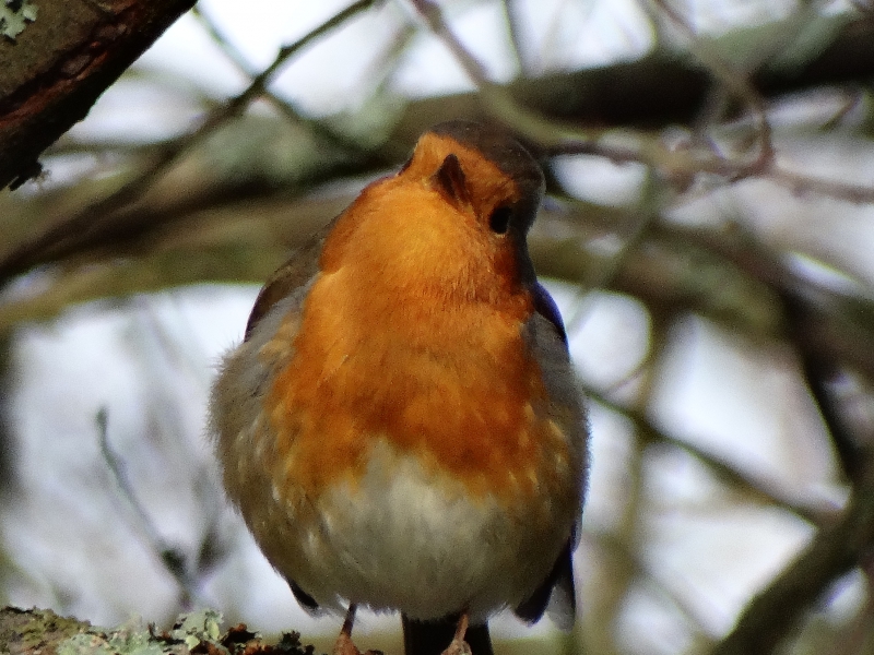 Photo Oiseaux Rouge-gorge familier