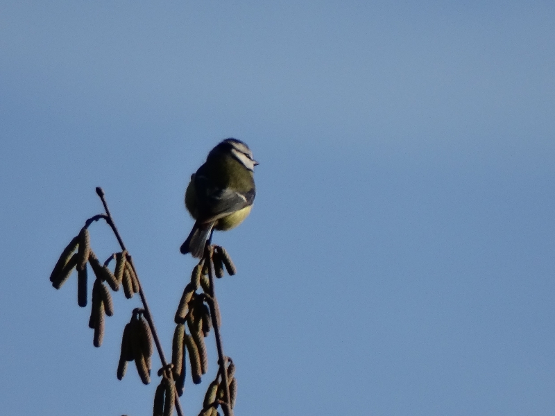 Photo Oiseaux Mésange bleue