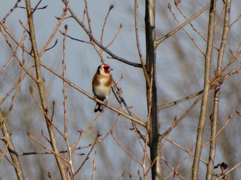 Photo Oiseaux Chardonneret élégant.