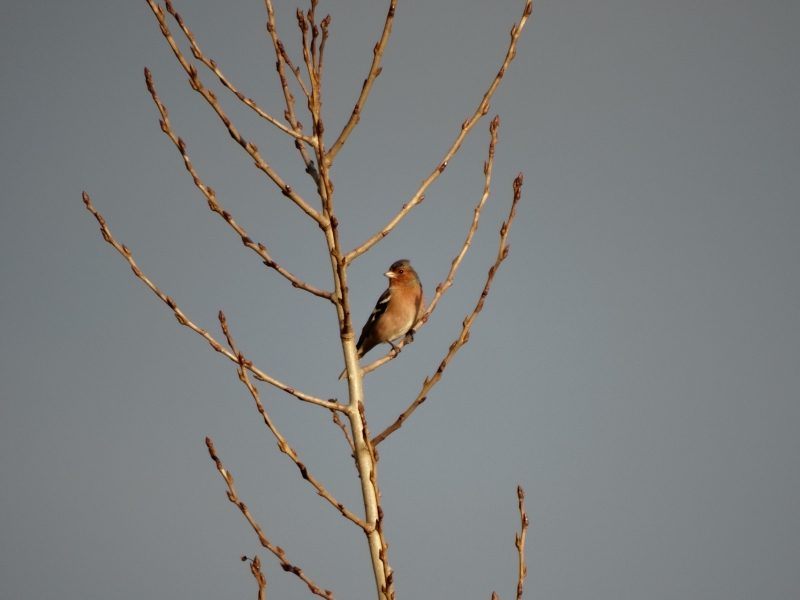 Photo Oiseaux Pinson des arbres (Fringilla coelebs)