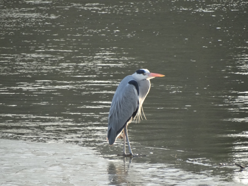 Photo Oiseaux Héron cendré