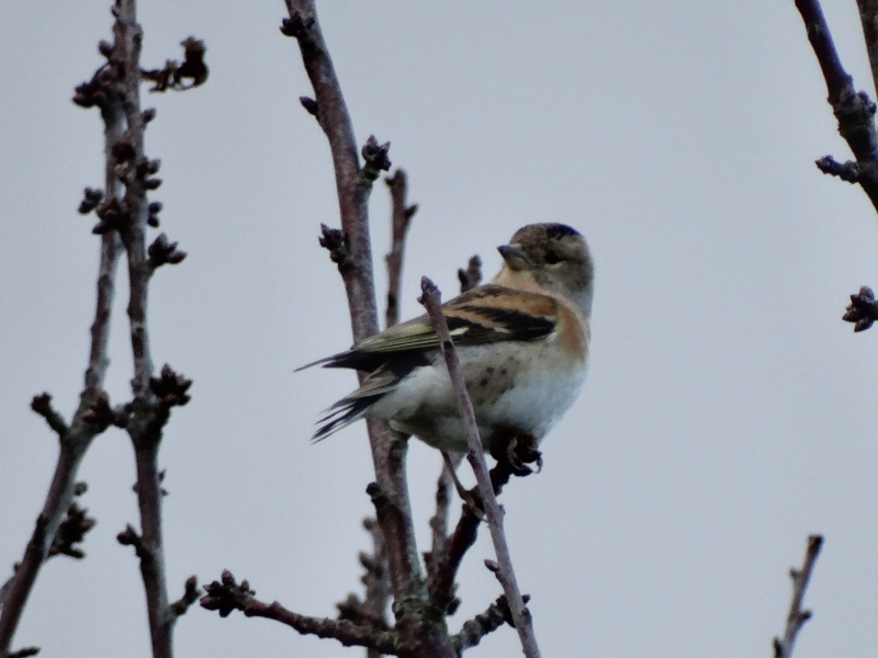 Photo Oiseaux Pinson du Nord