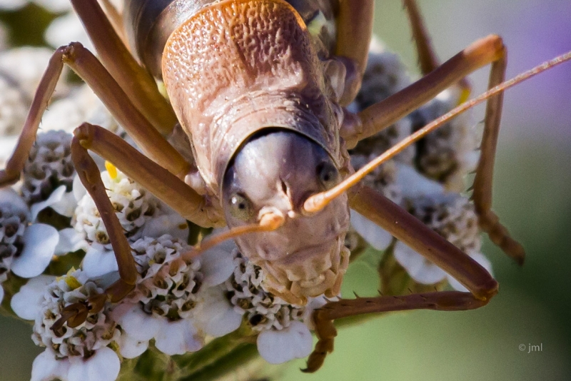 Insectes et Araignées Ephippiger ephippiger