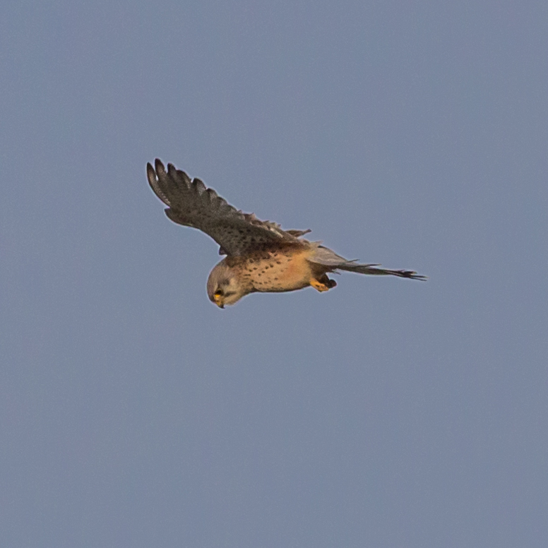 Oiseaux Faucon crécerelle