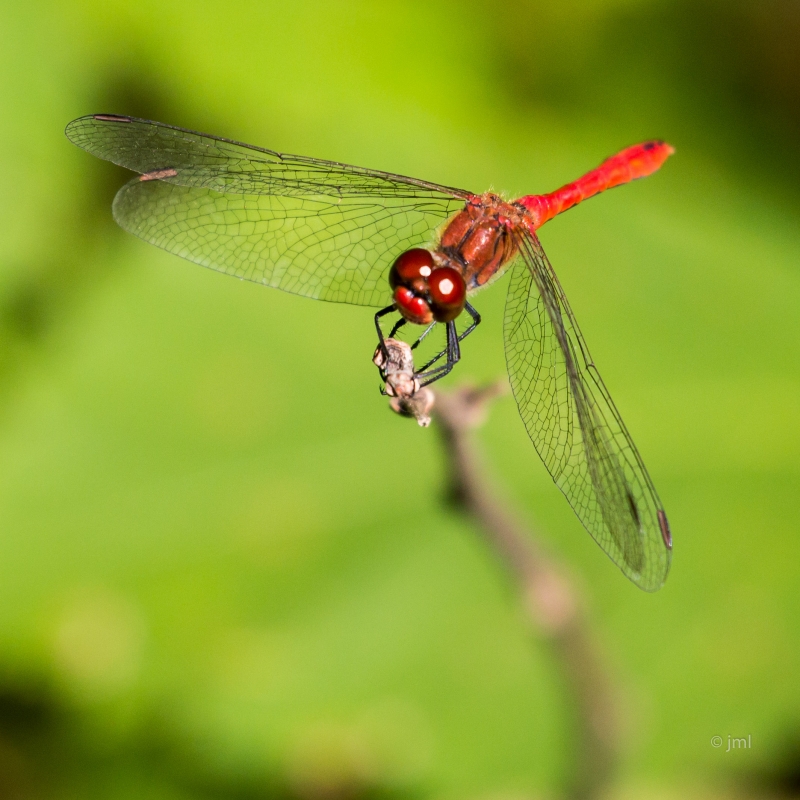 Insectes et Araignées sympetrum sanguineum