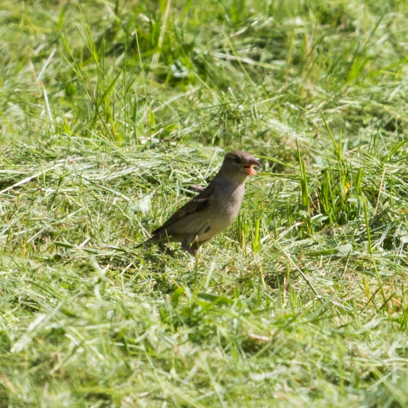 Oiseaux moineau domestrique