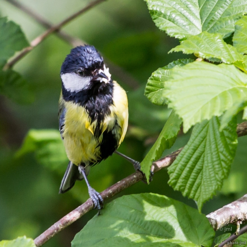 Photo Oiseaux Mésange charbonnière (Parus major)