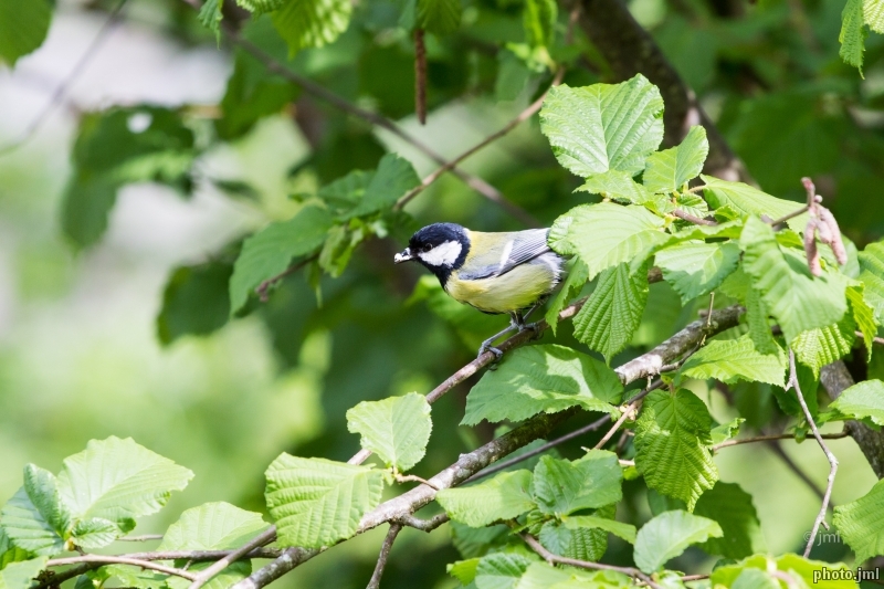 Photo Oiseaux Mésange charbonnière (Parus major)