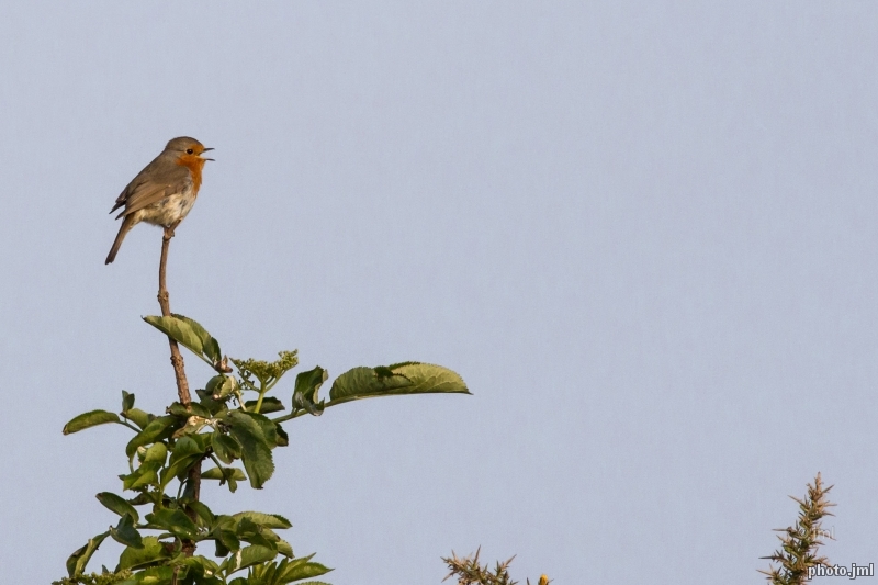 Photo Oiseaux rouge gorge