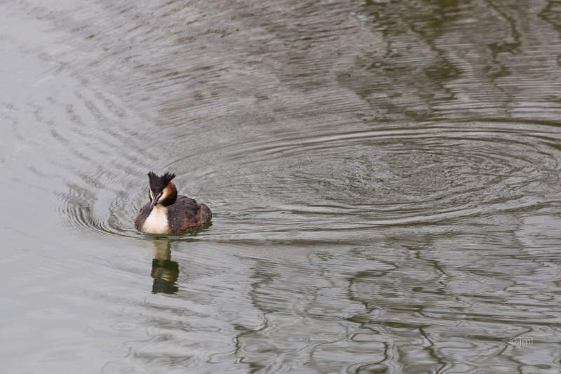 Photo Oiseaux Grèbe huppé