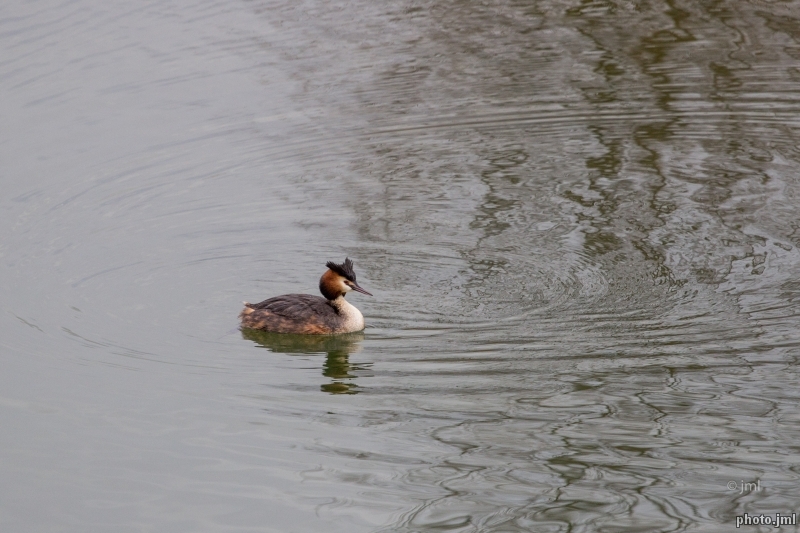 Photo Oiseaux Grèbe huppé