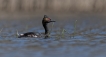  grebe à cou noir