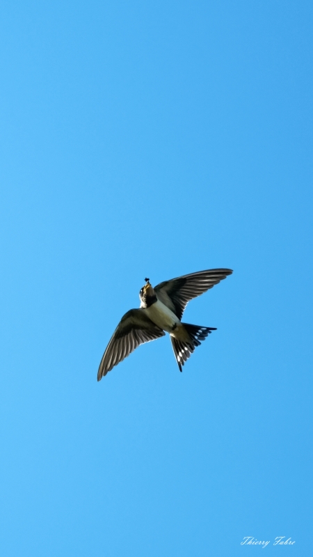 18062019-_FAB5871_DxO-2.jpg Hirondelle rustique (Hirundo rustica)