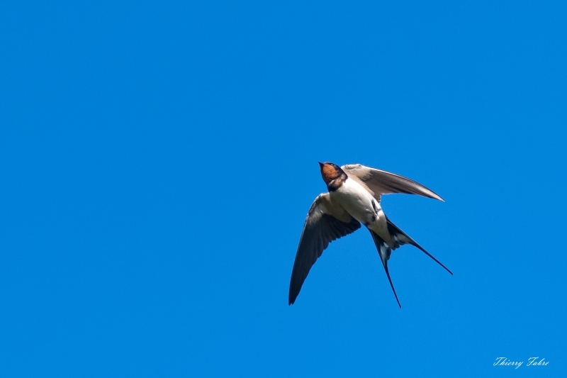 18062019-_FAB5917_DxO.jpg Hirondelle rustique (Hirundo rustica)