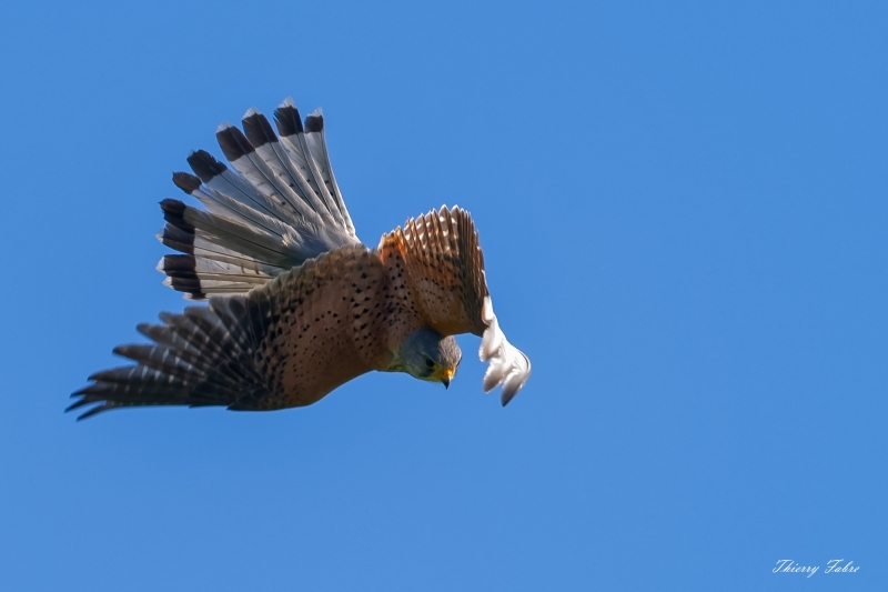 25052019-_FAB5135_DxO-2.jpg Faucon crécerelle