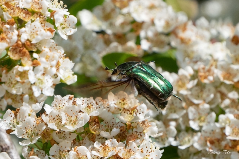 Photo Insectes Cétoine dorée (Cetonia aurata)