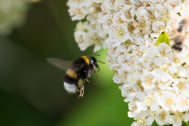 Photo Insectes bour