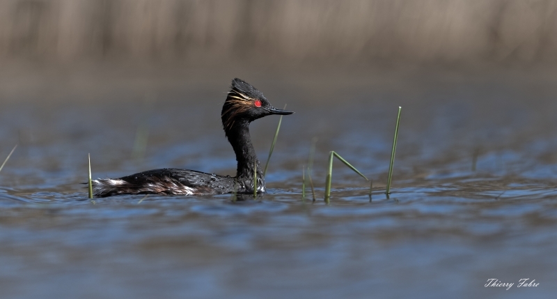 THI44-10.jpg grebe à cou noir