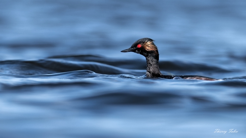 THI44-8.jpg grebe à cou noir