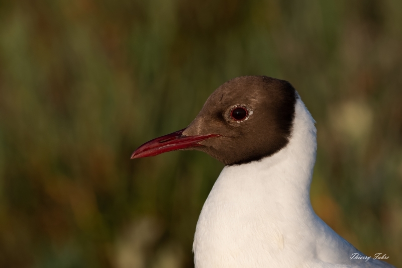 _FAB6164_DxO-4.jpg Mouette rieuse (Chroicocephalus ridibundus