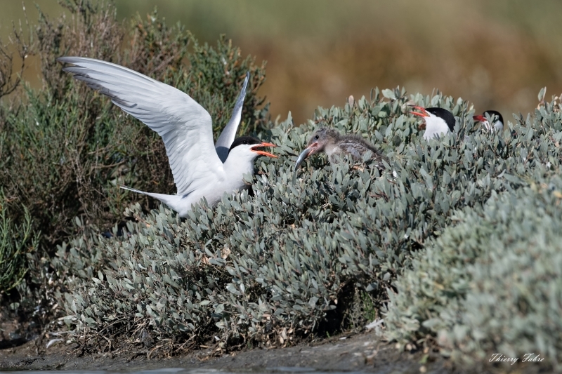 Photo Oiseaux Sterne pierre-garin (Sterna hirundo)