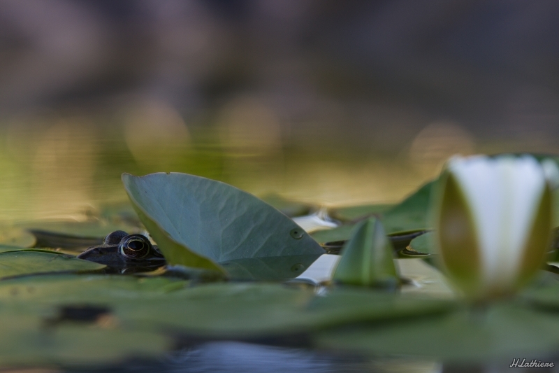 Photo Amphibiens