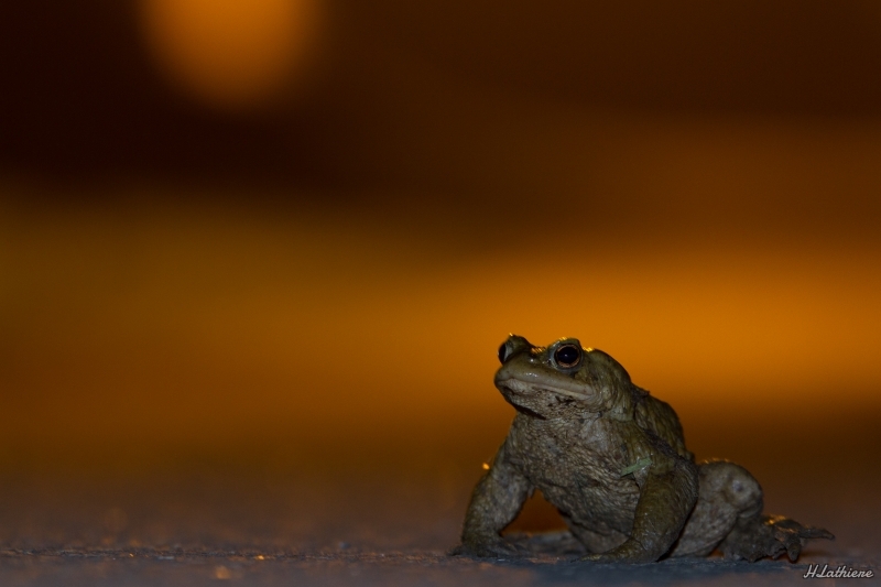 Photo Amphibiens Crapaud commun ( Bufo bufo ) .