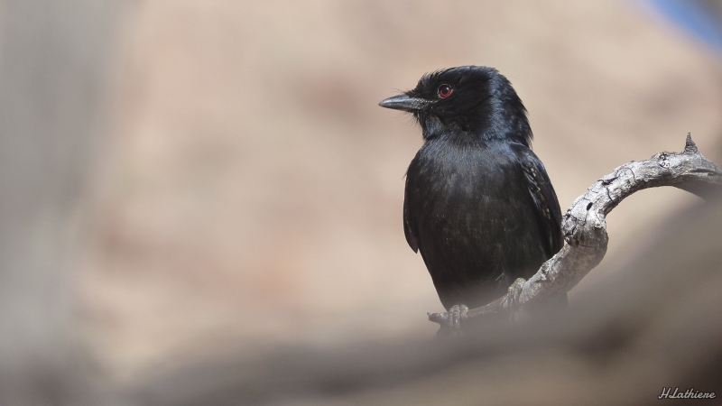 Photo Oiseaux Drongo brillant 