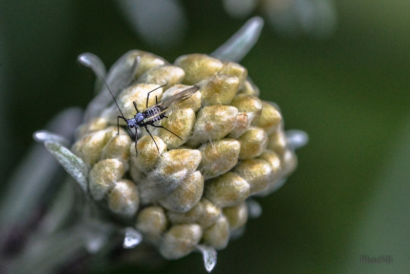 Insectes et Araignées