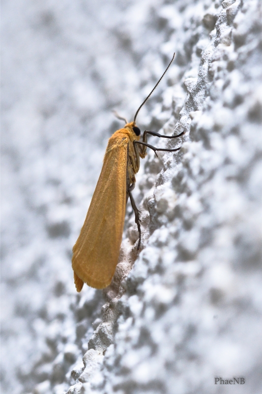 Insectes et Araignées