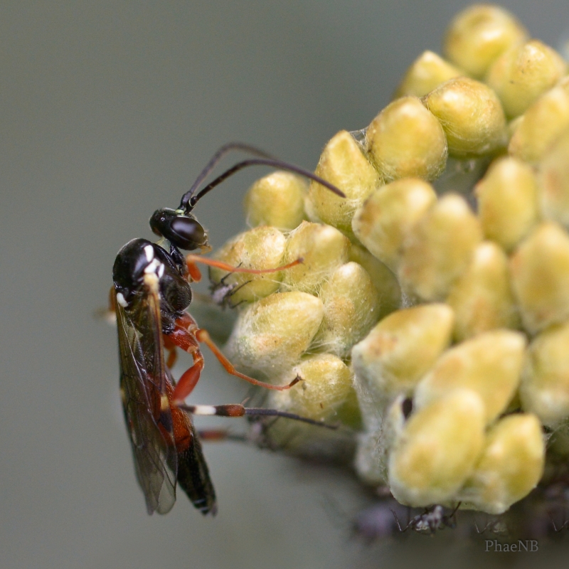 Insectes et Araignées