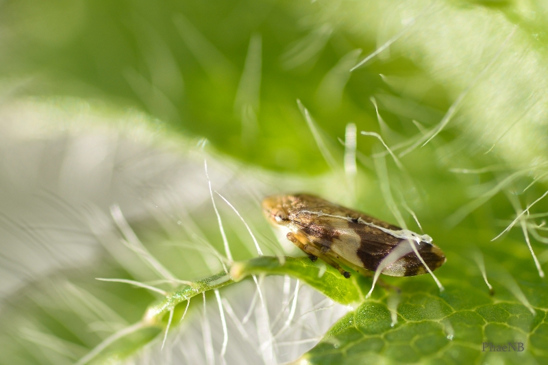 Insectes et Araignées une cicadelle