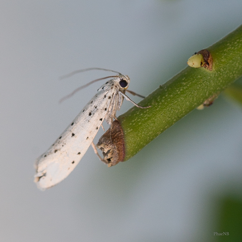 Insectes et Araignées