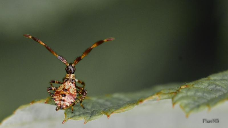 Insectes et Araignées