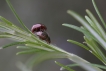 Insectes Chrysomèle du romarin (Chrysolina americana)