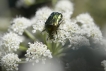 Insectes Cétoine dorée (Cetonia aurata)