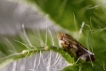 Insectes