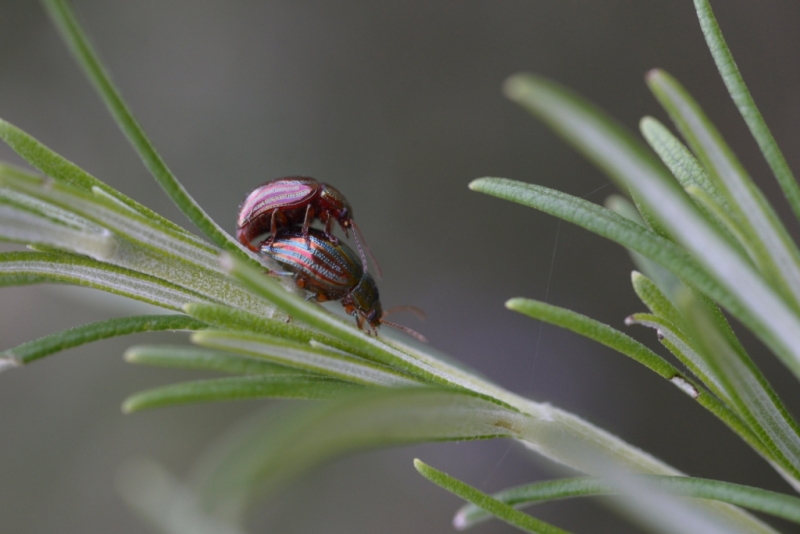 Photo Insectes Chrysomèle du romarin (Chrysolina americana)