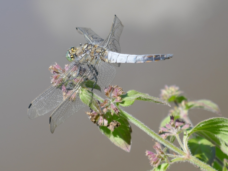 Photo Insectes