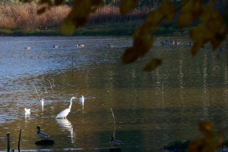 Photo Oiseaux