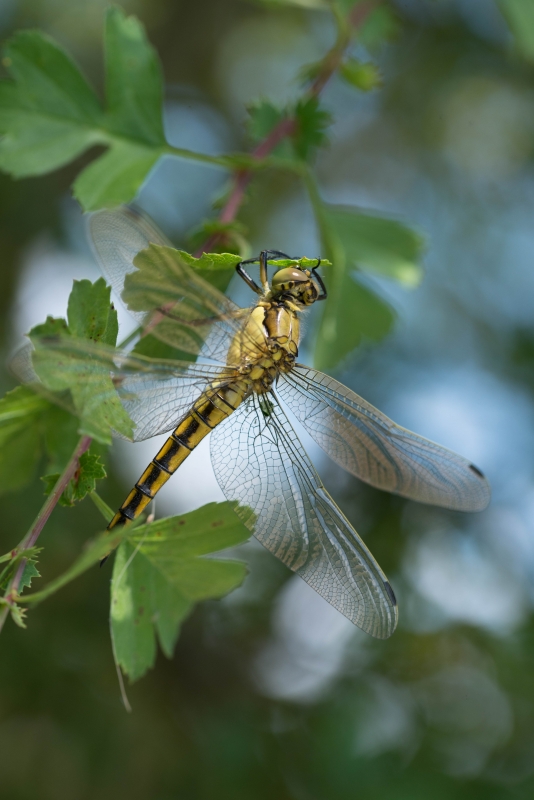 Photo Insectes