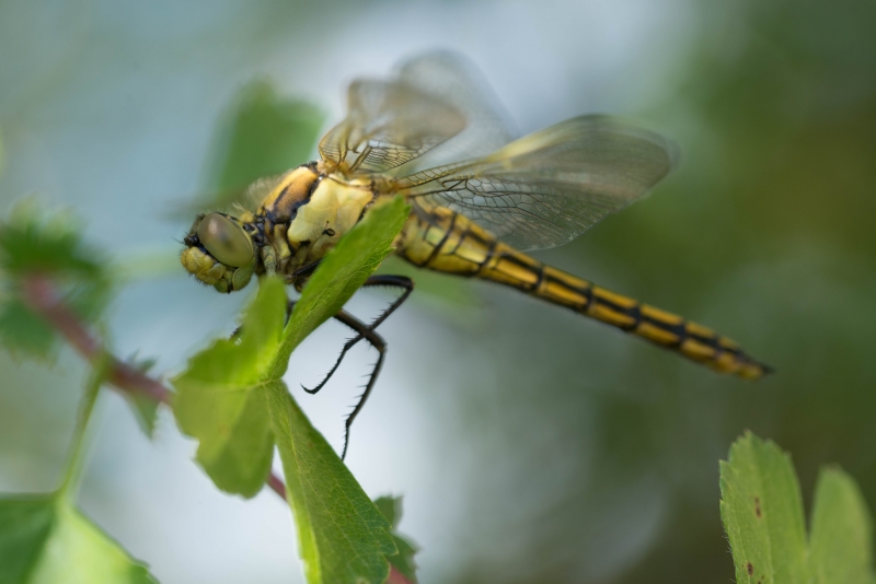 Photo Insectes