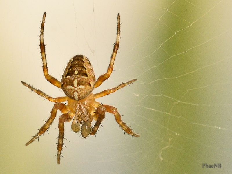 Photo Araignées