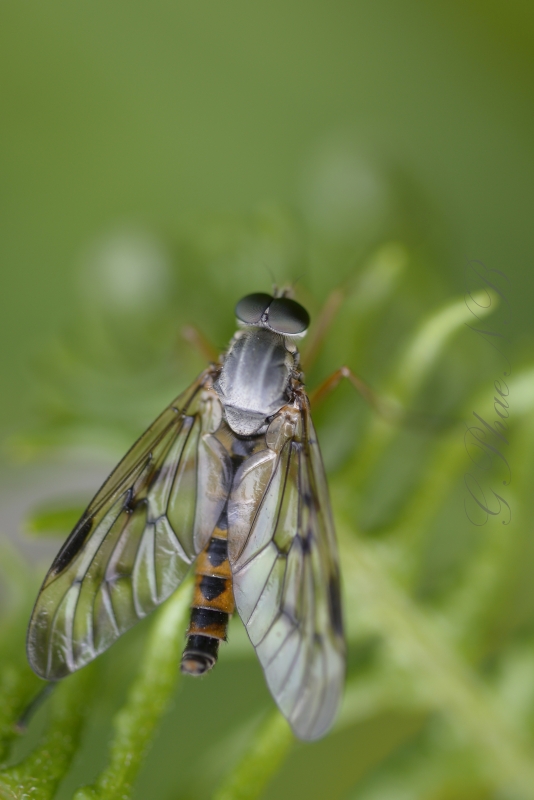 Photo Insectes