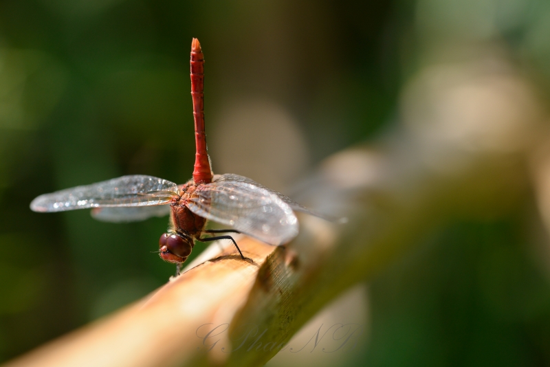 Photo Insectes