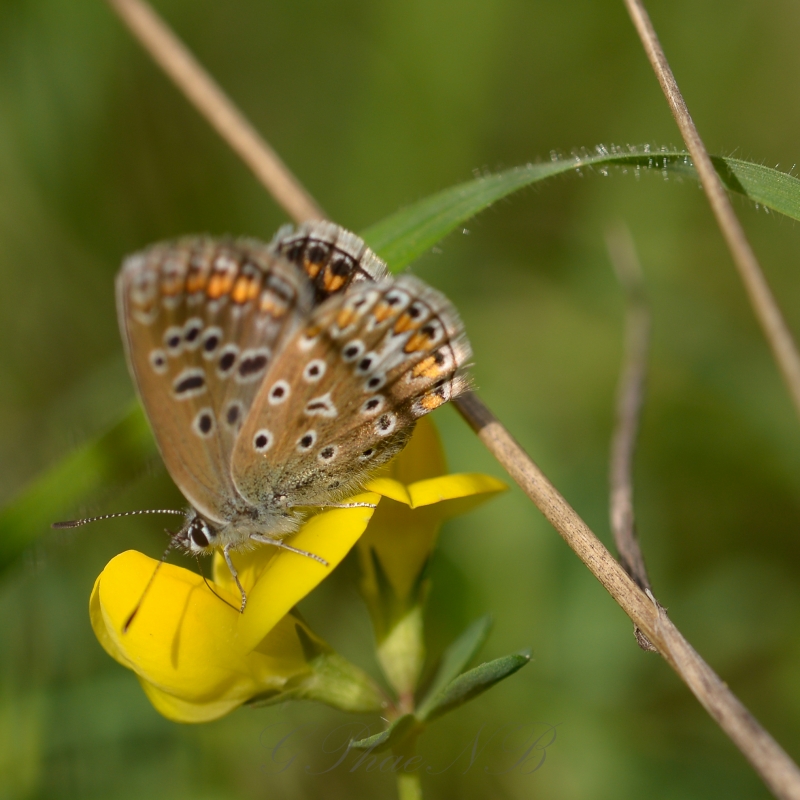 Photo Insectes