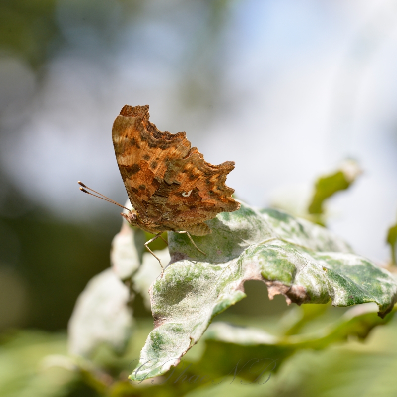 Photo Insectes