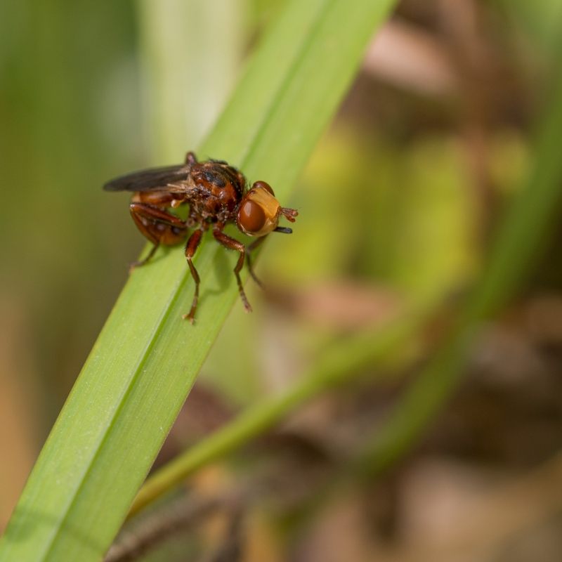 Photo Insectes