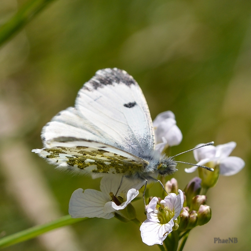 Photo Insectes