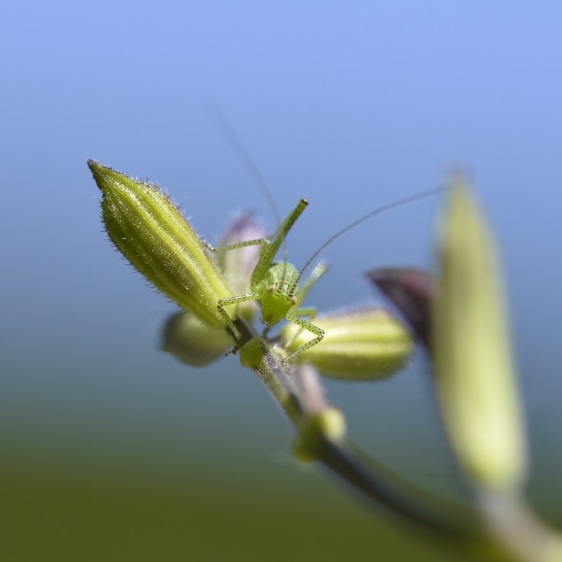 Photo Insectes